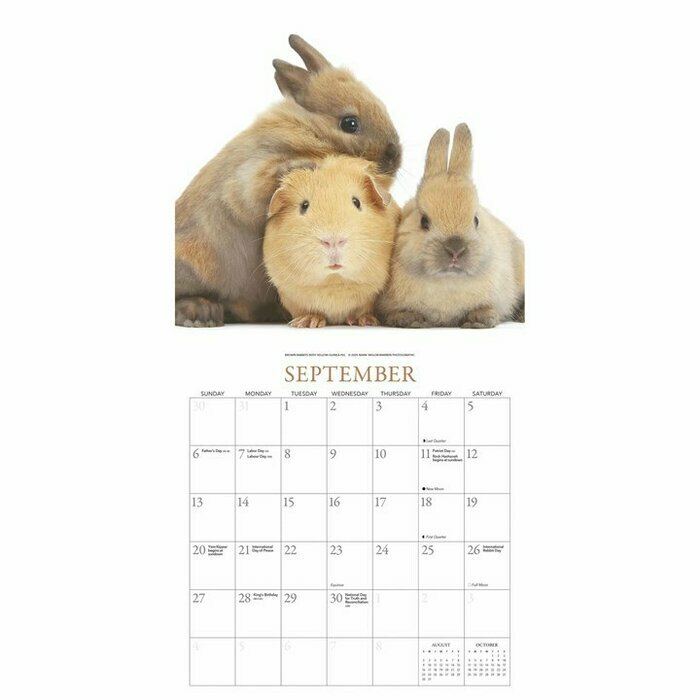 Calendrier 2026 Papier Lapins et ses Petits Amis