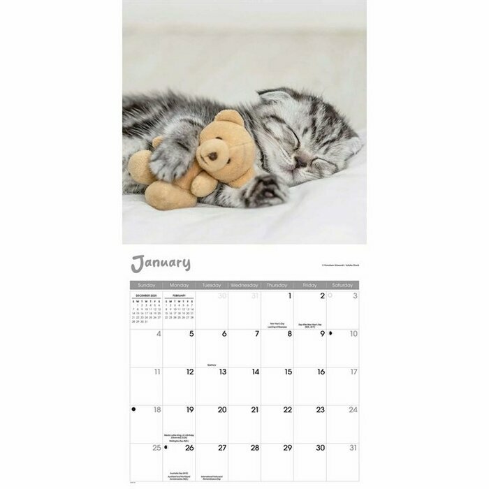 Calendrier 2026 Papier Chats Sieste Endormis Cute