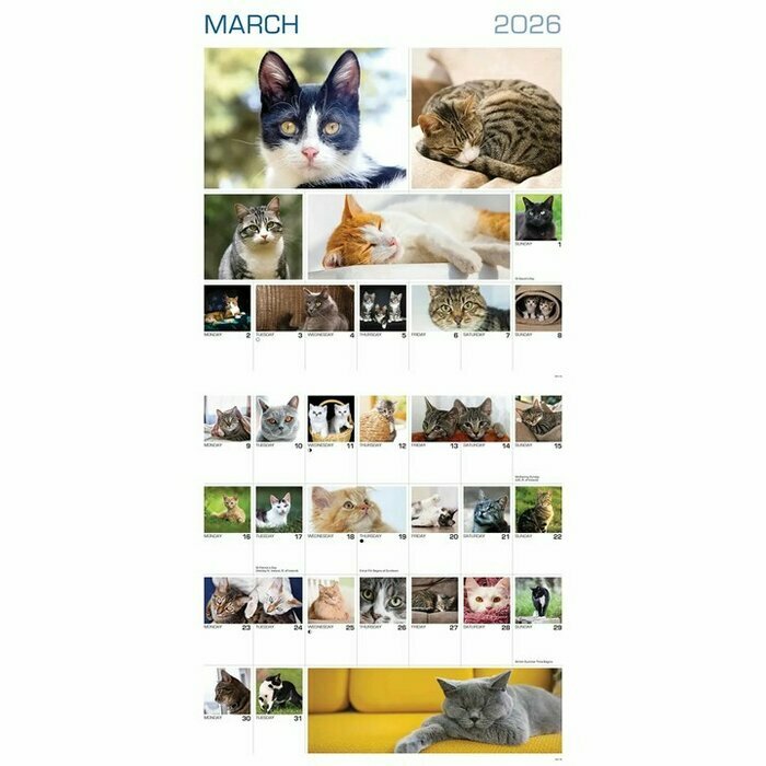 Calendrier Papier  2026 365 Photos de Chats 