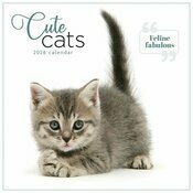 Calendrier 2026 Chats et Chatons So Cute