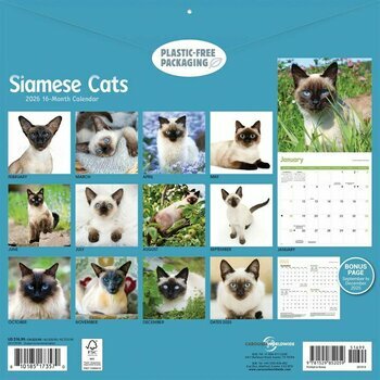 Calendrier 2026 Siamois Chats et Chatons