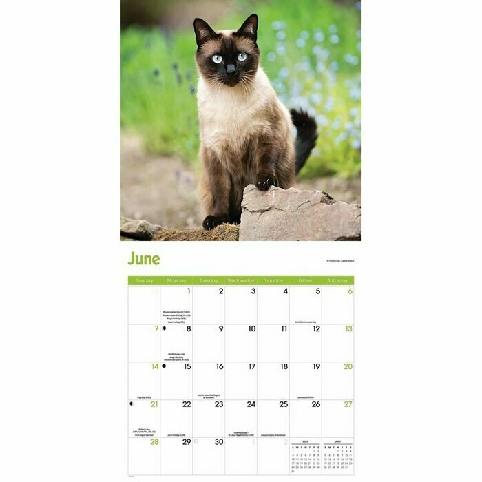 Calendrier papier 2026 Siamois Chats et Chatons