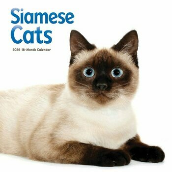 Calendrier 2026 Siamois Chats et Chatons