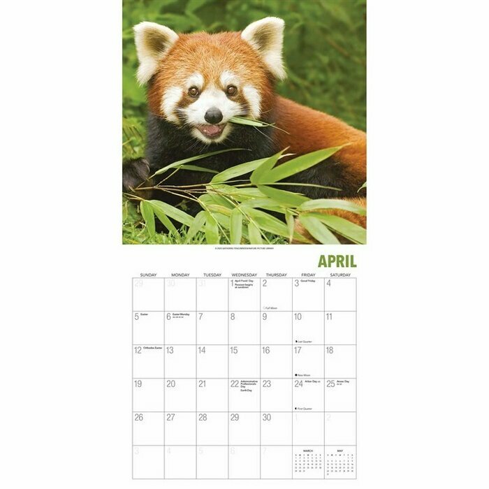 Calendrier Papier 2026 Pandas Roux