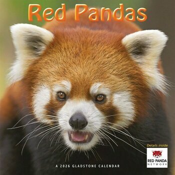 Calendrier 2026 Pandas Roux