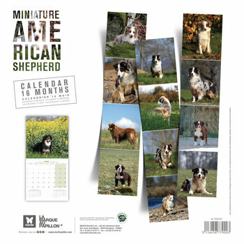 Calendrier 2026 Chien Mini Berger Américain Australien