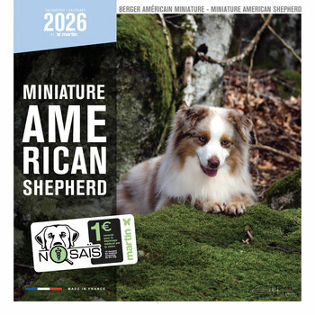 Calendrier 2026 Chien Mini Berger Américain Australien