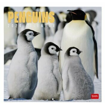 Calendrier 2026 Pingouin Banquise Calendrier 2026 Pingouin Banquise