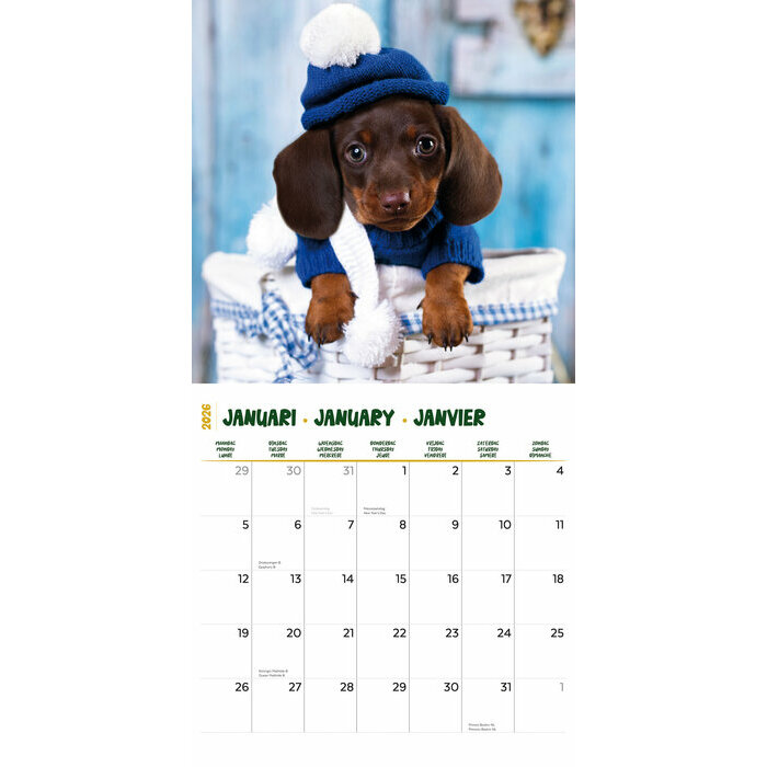 Calendrier 2026 Teckels Fun Studio Calendrier 2026 Teckels Fun Studio