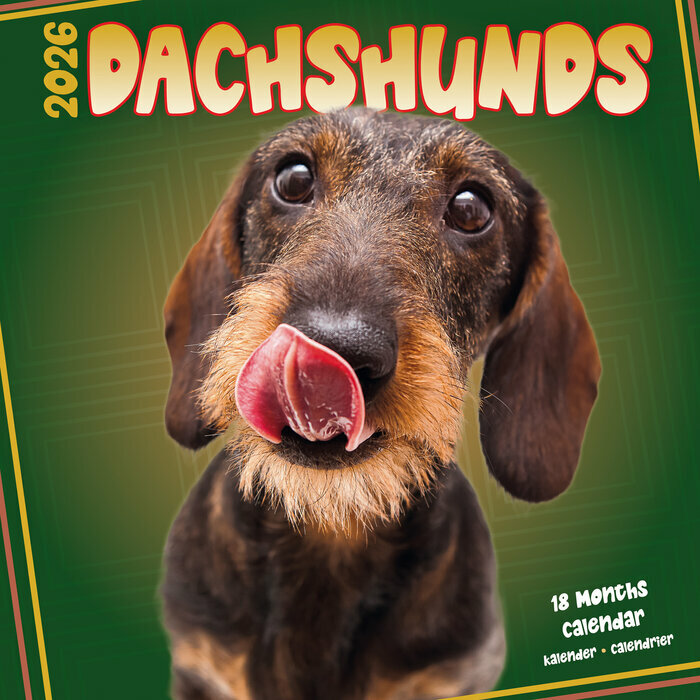 Calendrier 2026 Teckels Fun Studio Calendrier Mural 2026 Teckels Fun Studio
