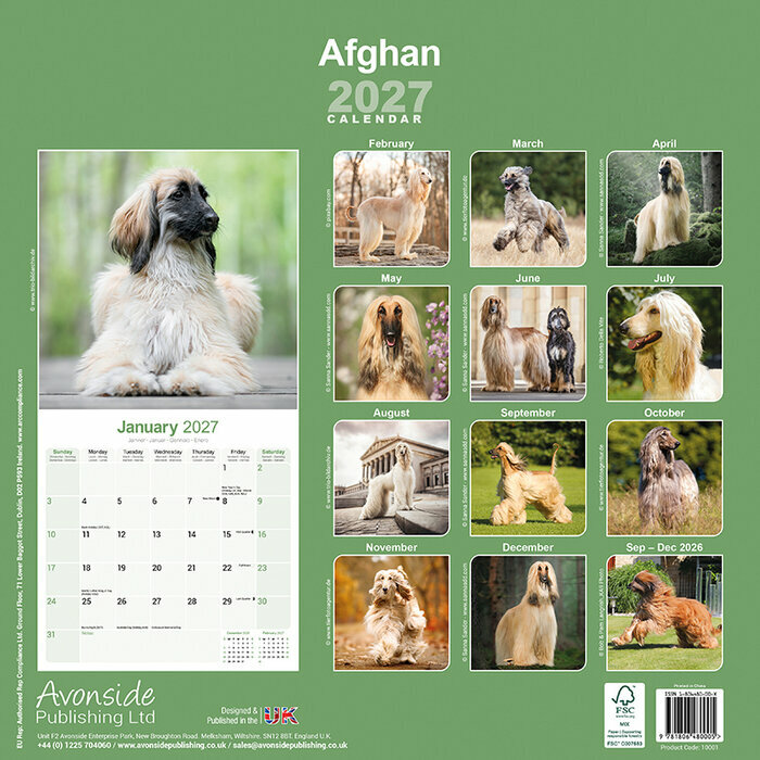 Calendrier papier 2027 Levrier Afghan