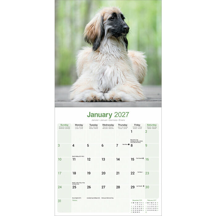 Calendrier  2027 Levrier Afghan