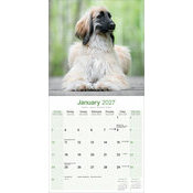 Calendrier  2027 Levrier Afghan