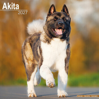Calendrier 2027 Akita Inu Akita Am&eacute;ricain