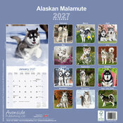 Calendrier Mural 2027 alaskan Malamute