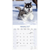 Calendrier 2027 Malamute