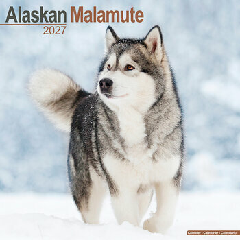 Calendrier 2027 Alaskan Malamute