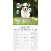 Calendrier  2027 Amstaff