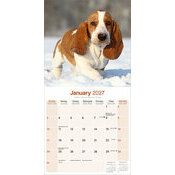Calendrier papier 2027 Basset Hound