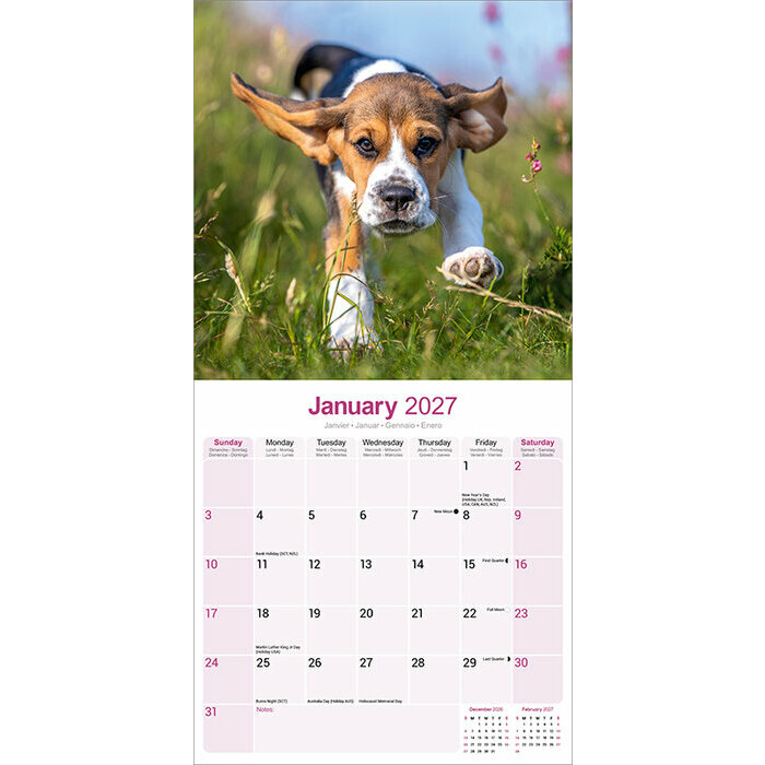 Calendrier 2027 Beagle Calendrier papier 2027 Beagle