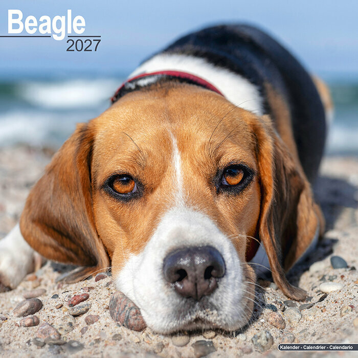 Calendrier 2027 Beagle Calendrier Mural 2027 Beagle