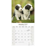 Calendrier papier 2027 Bearded collie