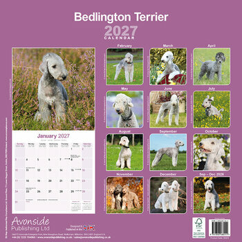 Calendrier 2027 Bedlington Terrier