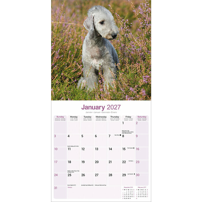 Calendrier 2027 Bedlington Terrier Calendrier 2027 Bedlington Terrier