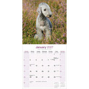 Calendrier 2027 Bedlington Terrier Calendrier 2027 Bedlington Terrier