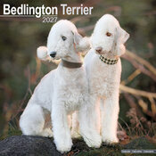 Calendrier 2027 Bedlington Terrier Calendrier Mural 2027 Bedlington Terrier