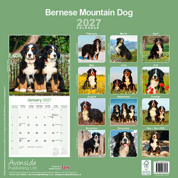 Calendrier 2027 Bouvier Bernois