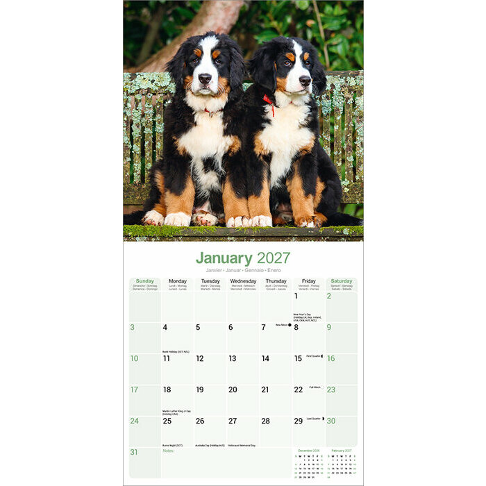 Calendrier 2027 Bouvier Bernois Calendrier papier 2027 Bouvier Bernois