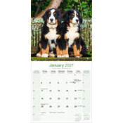 Calendrier 2027 Bouvier Bernois Calendrier papier 2027 Bouvier Bernois