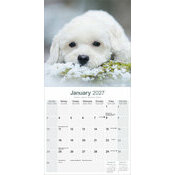 Calendrier 2027 Bichon Frisé Calendrier 2027 Bichon Frisé