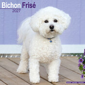 Calendrier 2027 Bichon Frisé Calendrier Mural 2027 Bichon Frisé