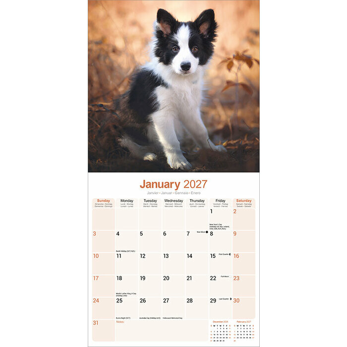 Calendrier papier 2027 Border Collie