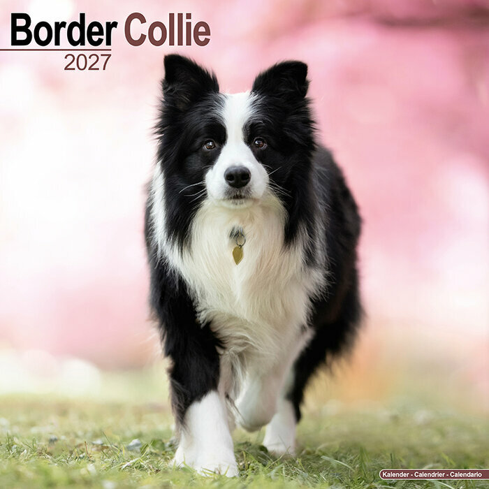 Calendrier Mural 2027 Border Collie