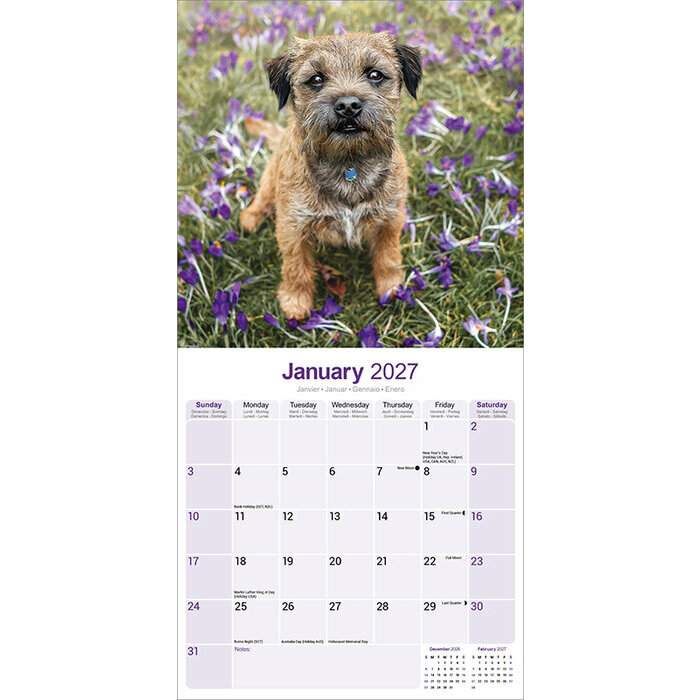 Calendrier 2027 Border Terrier Calendrier papier 2027 Border Terrie