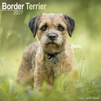 Calendrier 2027 Border Terrier