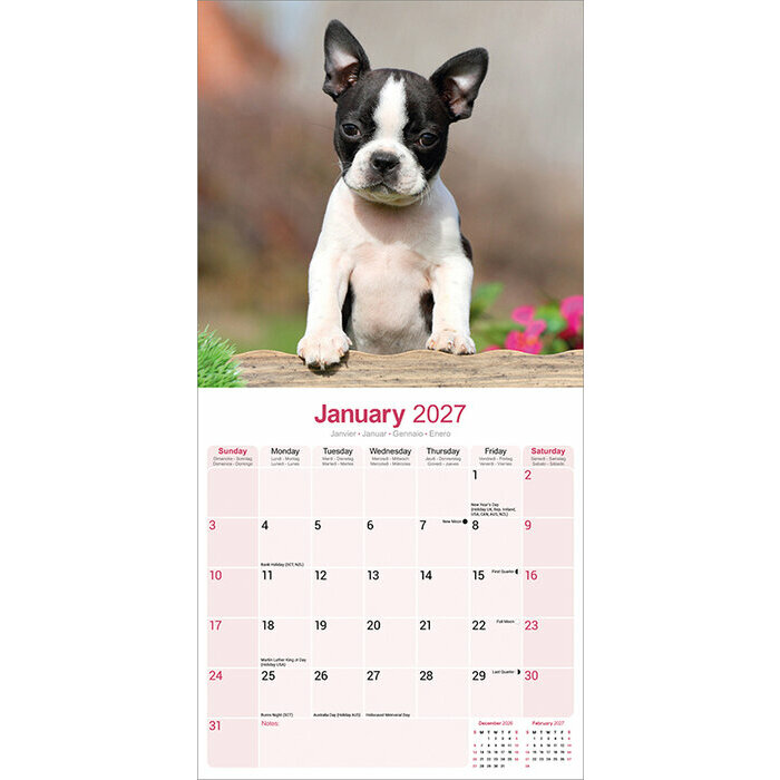 Calendrier papier 2027 Boston Terrie