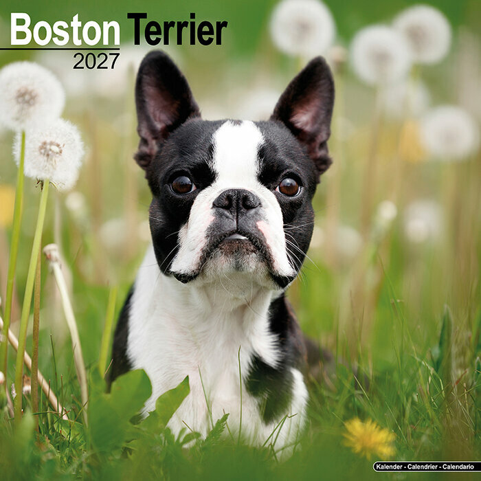 Calendrier Mural 2027 Boston Terrier