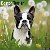 Calendrier Mural 2027 Boston Terrier
