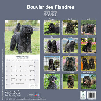 Calendrier 2027 Bouvier des Flandres