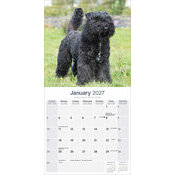 Calendrier 2027 Bouvier des Flandres Calendrier 2027 Bouvier Flandres