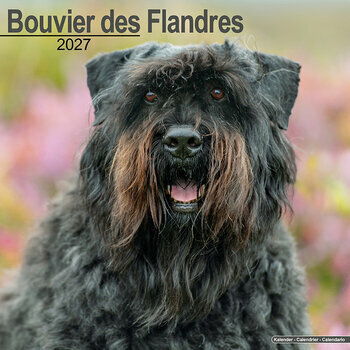Calendrier 2027 Bouvier des Flandres