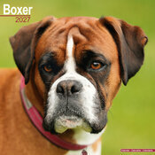 Calendrier 2027 Boxer