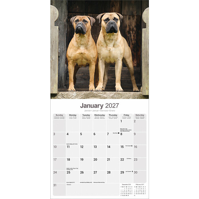 Calendrier 2027 Bullmastiff Calendrier mural 2027 Bullmastiff