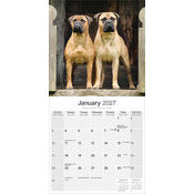 Calendrier 2027 Bullmastiff Calendrier mural 2027 Bullmastiff