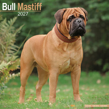 Calendrier 2027 Bullmastiff