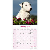 Calendrier 2027 Bull Terrier Calendrier 2027 Bull terrier